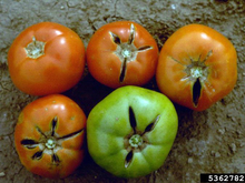 Five tomatoes with cracks starting from the stem and radiating down the fruit.