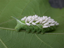 A green caterpillar on a green leaf with several white coccoons on its back.