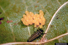 Yellow, oval-shaped eggs next to a long, brown, tapered insect with a black head and legs on the underside of a leaf.