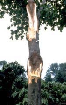 tree with two areas of exposed decay