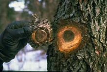 gloved hand removes decayed piece of bark from wound where branch was cut off
