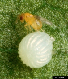 Trichogramma resting on a caterpillar egg on a leaf.