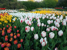 A vast field of tulips in many different colors and varieties.