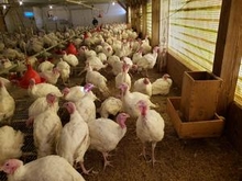 turkeys in barn showing slotted flooring