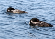 Two loons on the water with their heads tucked under their wings