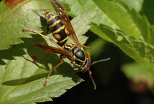 Paper wasp on leaf