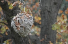 Yellow jacket nest in tree