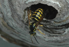 Yellowjacket coming out of nest