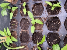 A plastic tray with hexagonal cells filled with soil and pepper seedlings. Some of the cells are wet, while others are dry.