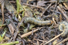 Blackish green cutworm with an orange stripe along the side, found in plant debris
