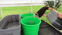 Three plastic containers sit on a perforated plastic table top. The first is a long gray tub filled with water. In the middle are two green buckets filled with water and sanitizer. Two farmers are dumping water out of a fourth tub.