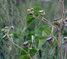 Velvetleaf plant with large seed pods and small yellow flower buds. 