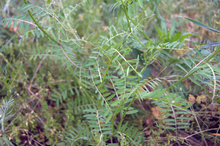 Vetch, a green plant with long stems with many small leaves, growing outdoors.