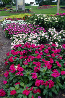 Pink, white, and purple vinca in a flower bed outside.