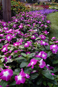Bright purple vinca with a white center in a flower bed outside. 