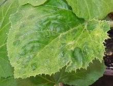 Leaves with curled edges, bumps and mottled color