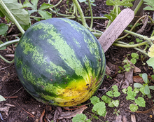 Melon growing in soil with a bright yellow spot on the bottom.