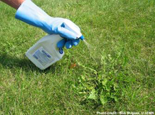 Hand with protective glove applies herbicide to a lawn weed.