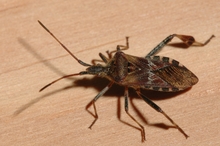 Brown and tan, shield-shaped insect with long antennae.