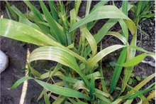 Manganese deficiency in wheat. Plants develop yellow parallel streaks on the younger leaves. 