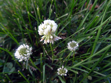 A group of four white clover flowers.