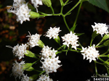 Clusters of white flowers on a small plant