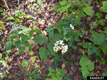 A small plant with green leaves and a cluster of white flowers