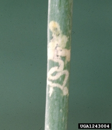 Snake-like winding feeding pattern on an onion leaf caused by vegetable leafminer feeding.