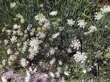 many queen anne's lace plants growing on the side of the road