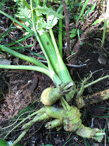 root of wild parsnip