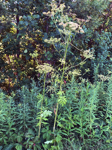 tall, wild parsnip plant growing in the woods