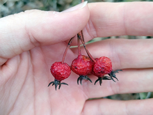 A hand holding a cluster of three rosehips.
