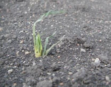 emerging corn plant