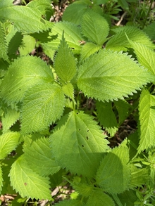 Oval leaves of wood nettle, with serrated edges and a sharply pointed tip. Image by Tom Scavo via iNaturalist.