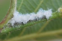 Fuzzy white fluff on a green stem