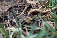 An earthworm next to a dark brown pile of soil and earthworm excreta