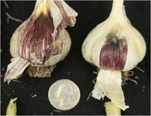 Discolored garlic bulbs from aster yellows infection, with quarter coin for scale