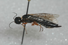 A black insect with clear wings and brown legs