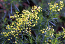 Yellow bedstraw flowers have many branching clusters of small yellow flowers attached at leaf axil in the upper plant.