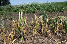  A row of garlic plants with yellow stems and leaves.