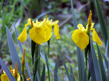 two yellow iris plants 