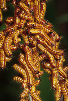 Yellownecked caterpillar cluster