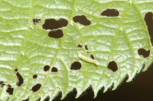 Young cankerworm damage on leaf