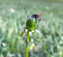 Fly stuck to the a dandelion flower bud, green grass in the background.