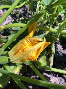 Closeup of yellow zucchini flower on a vine in a garden.