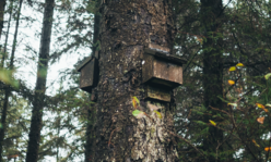 Two bat houses in a tree