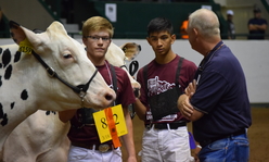 Two boys talking with a judge as they show dairy cattle in a show ring.