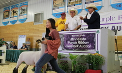 A girl showing a sheep in a show ring with a banner behind her that says, "Welcome to the Minnesota Purple Ribbon Livestock Auction."