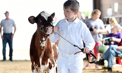 boy leads a calf