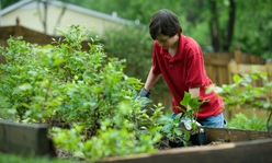 A teen wearing a red polo and gardening gloves working in a garden